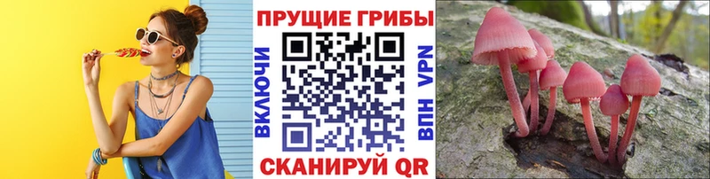 Купить закладки  Приморск  Псилоцибиновые грибы Cubensis 